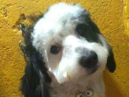 Cachorro raça  idade 1 ano nome Bento 