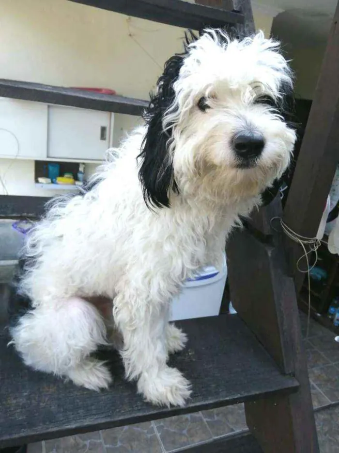 Cachorro raça  idade 1 ano nome Bento 