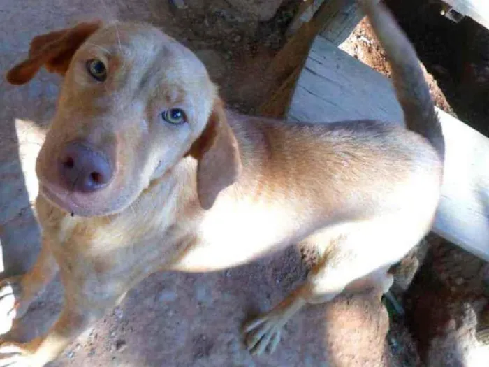 Cachorro ra a SRD idade 1 ano nome Raiana