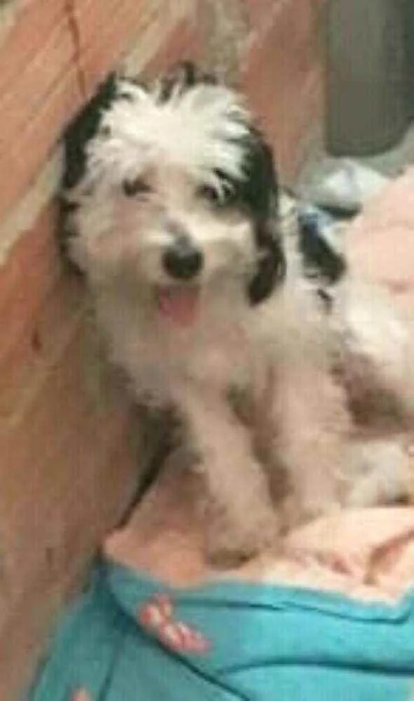 Cachorro raça  idade 1 ano nome Bento 