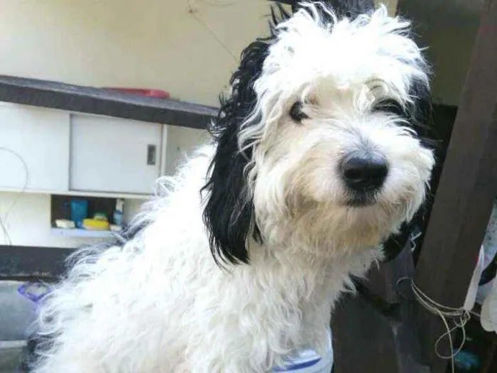 Cachorro raça  idade 1 ano nome Bento 