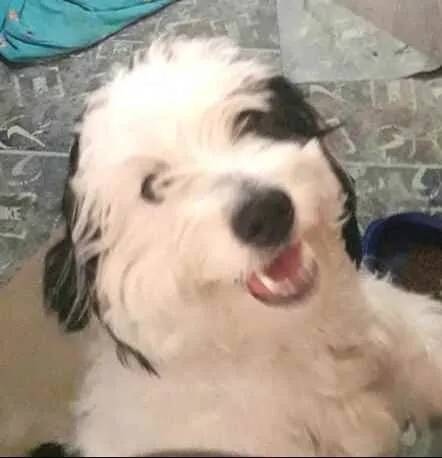 Cachorro raça  idade 1 ano nome Bento 