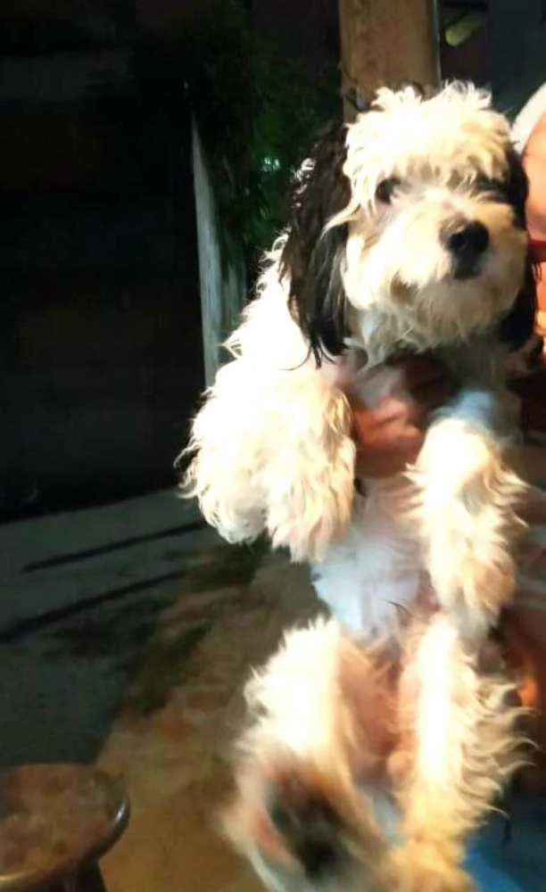 Cachorro raça  idade 1 ano nome Bento 