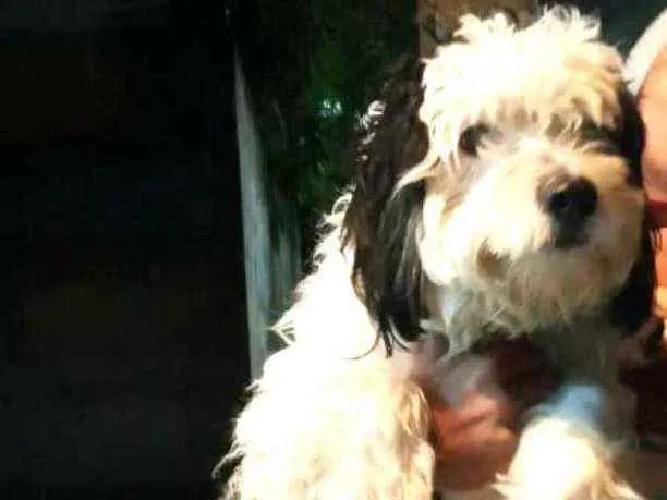 Cachorro raça  idade 1 ano nome Bento 