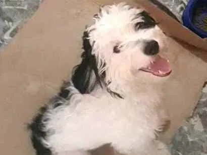 Cachorro raça  idade 1 ano nome Bento 