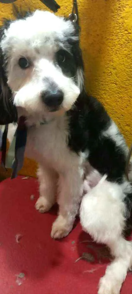 Cachorro raça  idade 1 ano nome Bento 