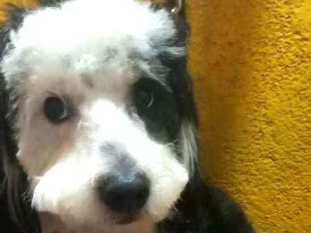 Cachorro raça  idade 1 ano nome Bento 