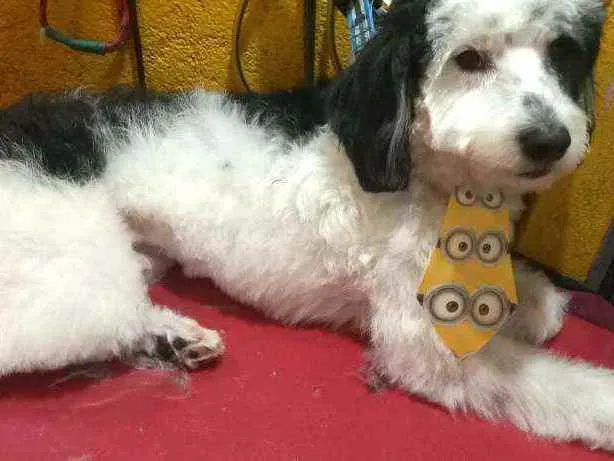 Cachorro raça  idade 1 ano nome Bento 