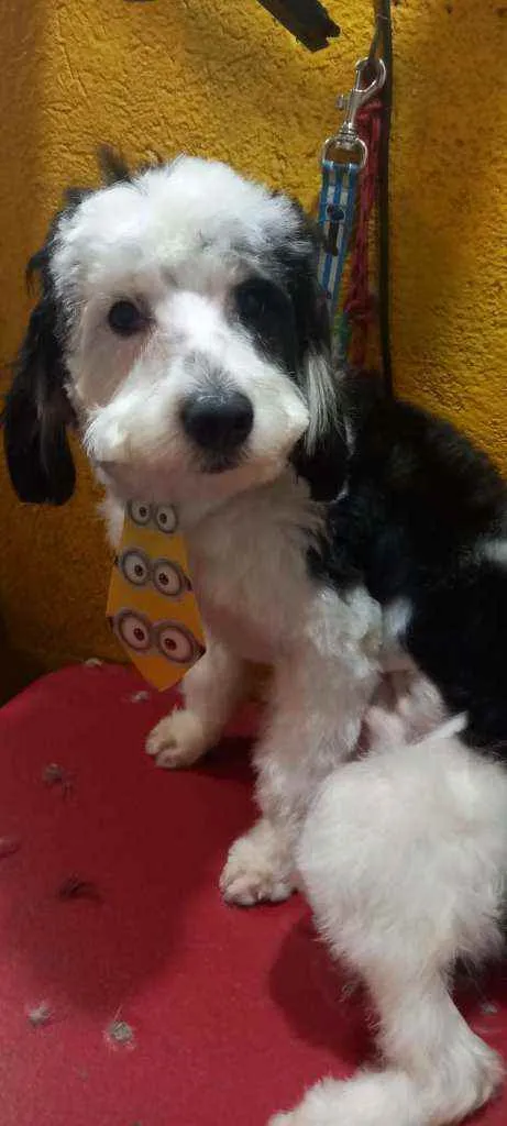 Cachorro raça  idade 1 ano nome Bento 