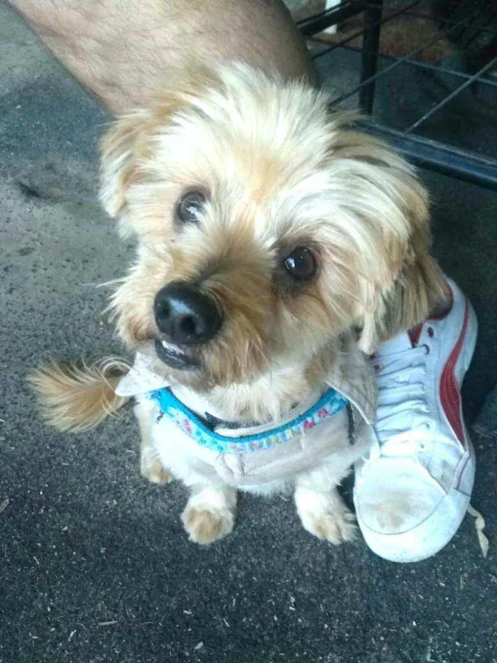 Cachorro raça  idade 4 anos nome Mike 