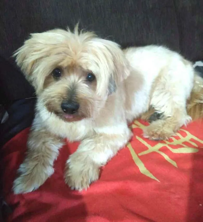 Cachorro raça  idade 4 anos nome Mike 