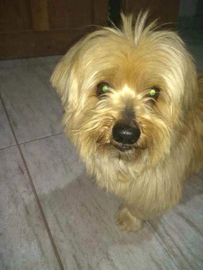 Cachorro raça  idade 4 anos nome Mike 