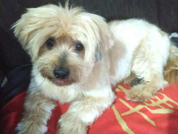 Cachorro raça  idade 4 anos nome Mike 