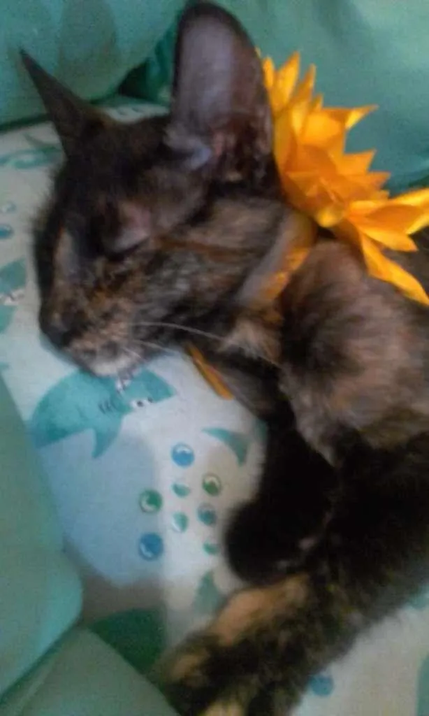Gato ra a SRD-ViraLata idade 2 a 6 meses nome PÉROLA