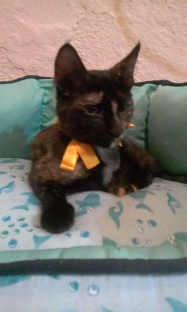 Gato ra a SRD-ViraLata idade 2 a 6 meses nome PÉROLA