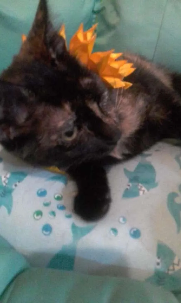 Gato ra a SRD-ViraLata idade 2 a 6 meses nome PÉROLA