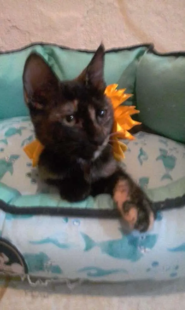 Gato ra a SRD-ViraLata idade 2 a 6 meses nome PÉROLA