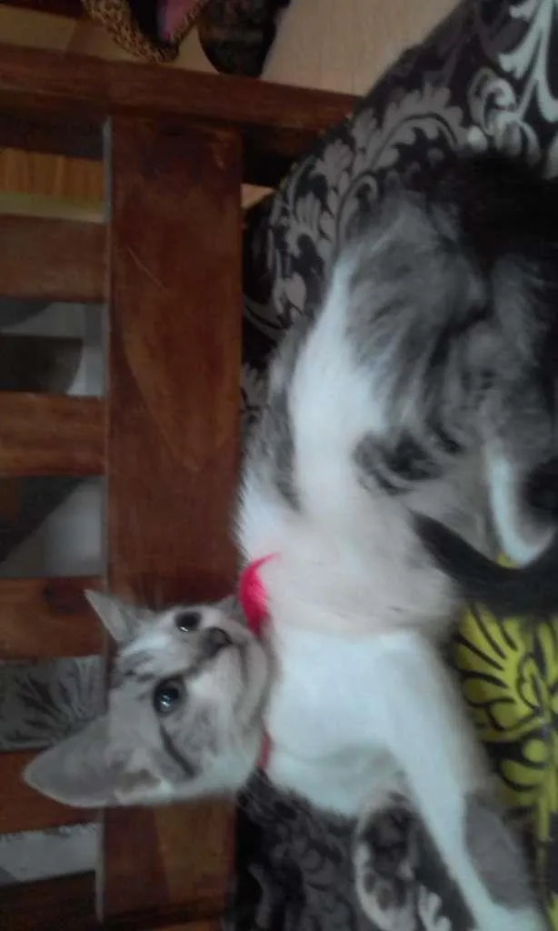 Gato ra a SRD-ViraLata idade 2 a 6 meses nome Luna