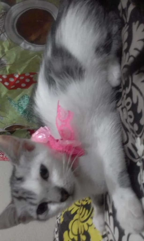 Gato ra a SRD-ViraLata idade 2 a 6 meses nome Luna