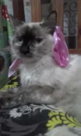 Malu