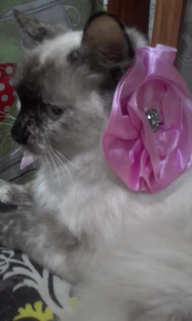 Gato ra a SRD-ViraLata idade 7 a 11 meses nome Malu