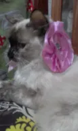 Malu
