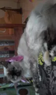 Malu