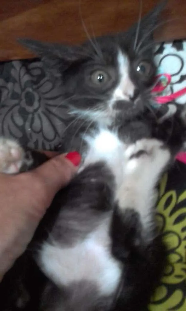 Gato ra a SRD-ViraLata idade Abaixo de 2 meses nome Pandinha