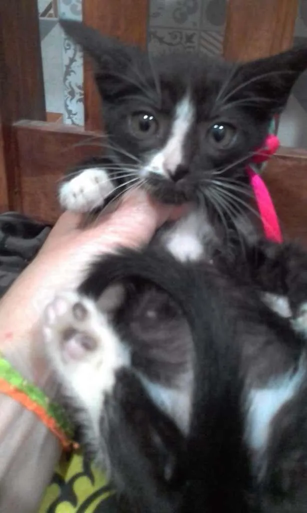 Gato ra a SRD-ViraLata idade Abaixo de 2 meses nome Pandinha