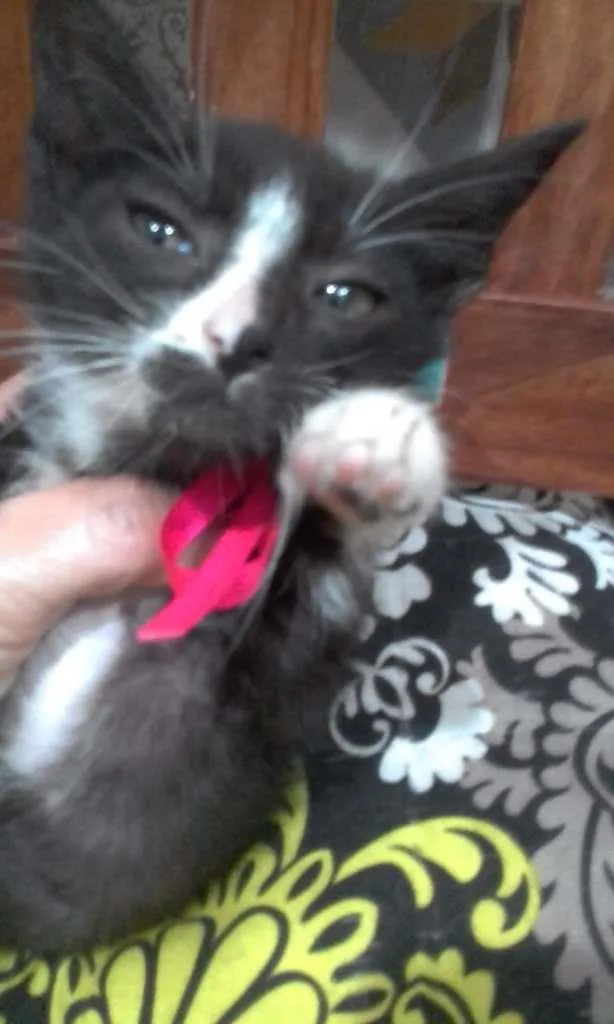 Gato ra a SRD-ViraLata idade Abaixo de 2 meses nome Pandinha