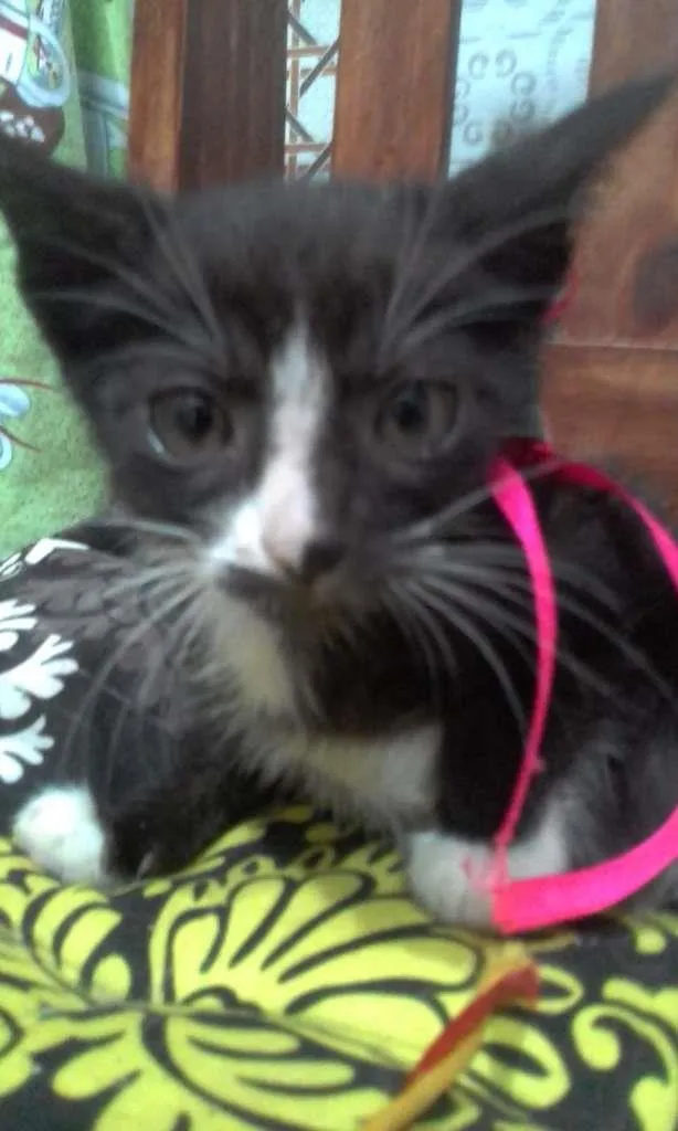 Gato ra a SRD-ViraLata idade Abaixo de 2 meses nome Pandinha