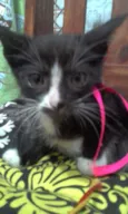 Pandinha