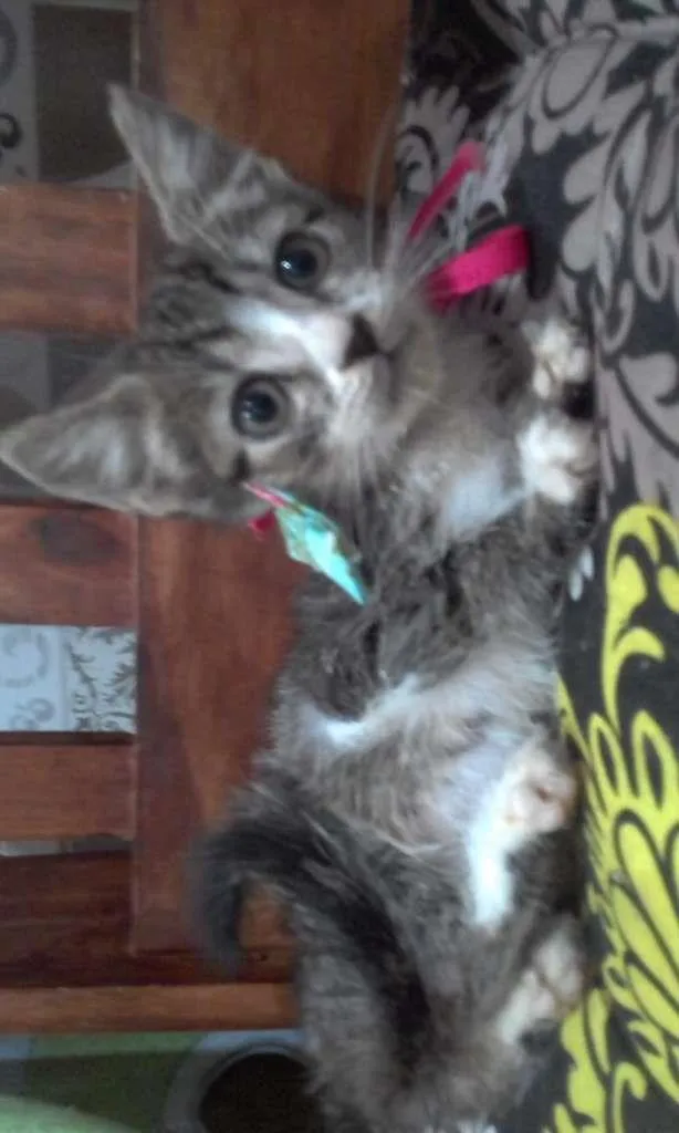 Gato ra a SRD-ViraLata idade Abaixo de 2 meses nome Jujuba