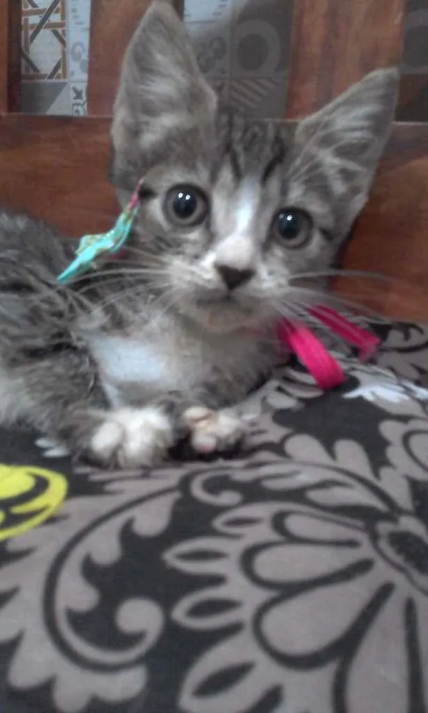 Gato ra a SRD-ViraLata idade Abaixo de 2 meses nome Jujuba