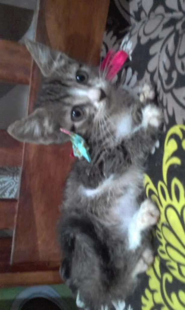 Gato ra a SRD-ViraLata idade Abaixo de 2 meses nome Jujuba