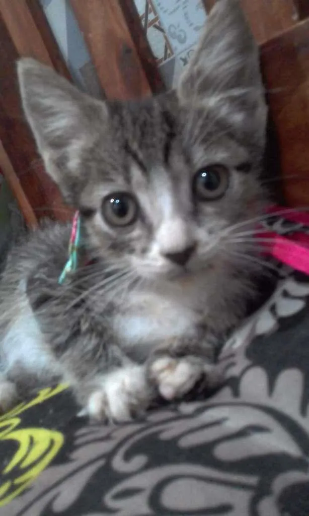 Gato ra a SRD-ViraLata idade Abaixo de 2 meses nome Jujuba