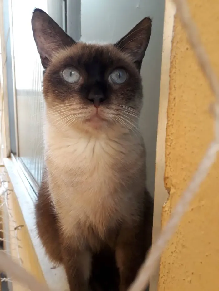 Gato ra a Siames idade 1 ano nome Vitória