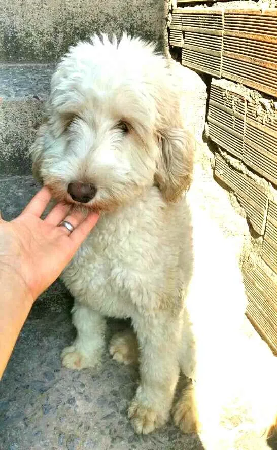 Cachorro raça Poodle  idade 7 a 11 meses nome Kiara 