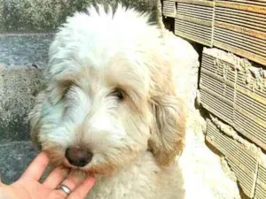 Cachorro raça Poodle  idade 7 a 11 meses nome Kiara 