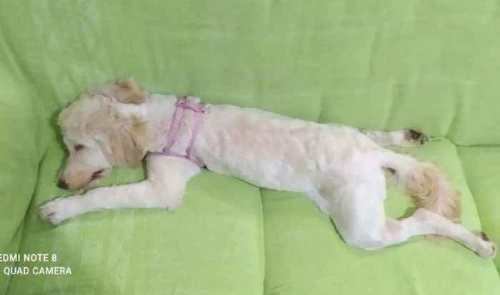 Cachorro raça Poodle  idade 7 a 11 meses nome Kiara 