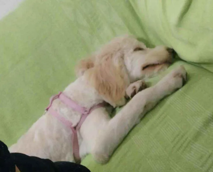 Cachorro raça Poodle  idade 7 a 11 meses nome Kiara 