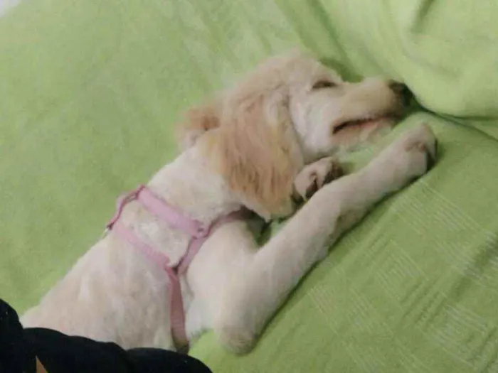 Cachorro raça Poodle  idade 7 a 11 meses nome Kiara 