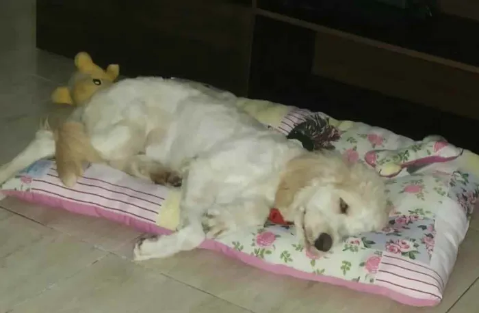 Cachorro raça Poodle  idade 7 a 11 meses nome Kiara 