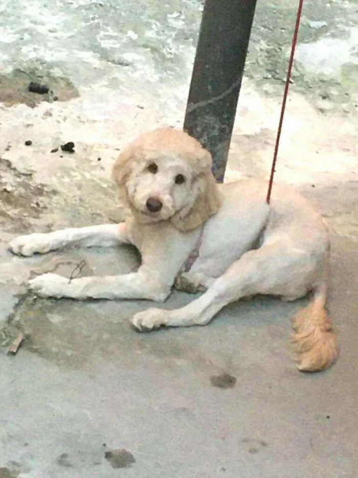 Cachorro raça Poodle  idade 7 a 11 meses nome Kiara 