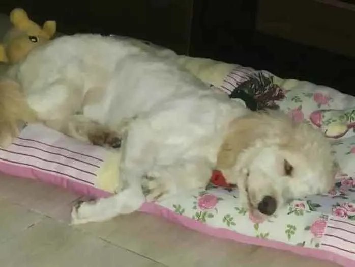 Cachorro raça Poodle  idade 7 a 11 meses nome Kiara 