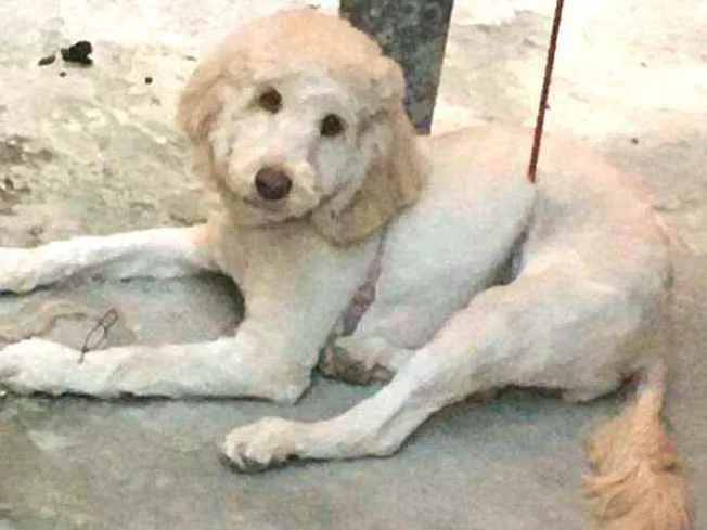 Cachorro raça Poodle  idade 7 a 11 meses nome Kiara 