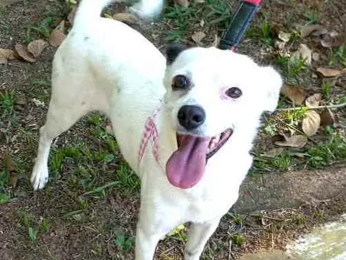 Cachorro raça  idade 2 anos nome Julie 