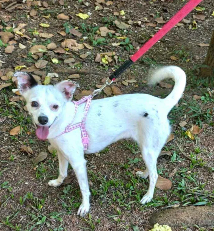 Cachorro raça  idade 2 anos nome Julie 