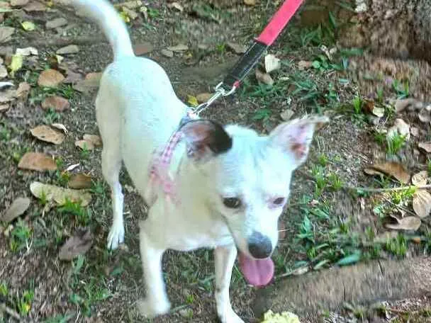 Cachorro raça  idade 2 anos nome Julie 