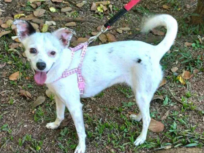 Cachorro raça  idade 2 anos nome Julie 